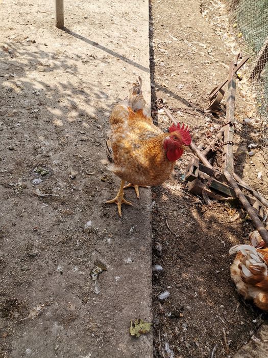 Cocoși crescuți la curte