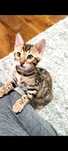 Mascul bengal cu pedigree