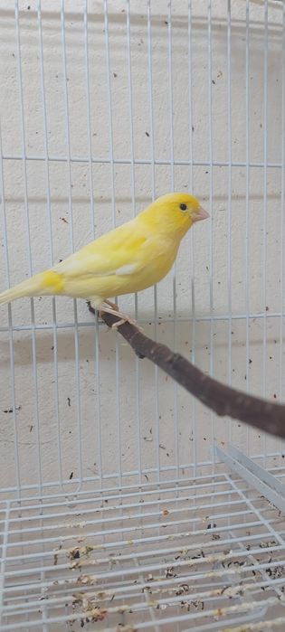 Canari de vânzare (masculi)