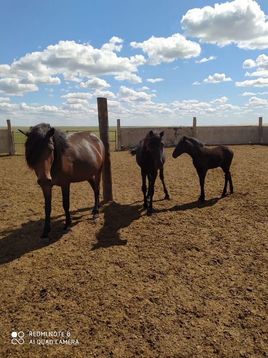 Лошади Бие Тай Жабагы за 1.3 млн