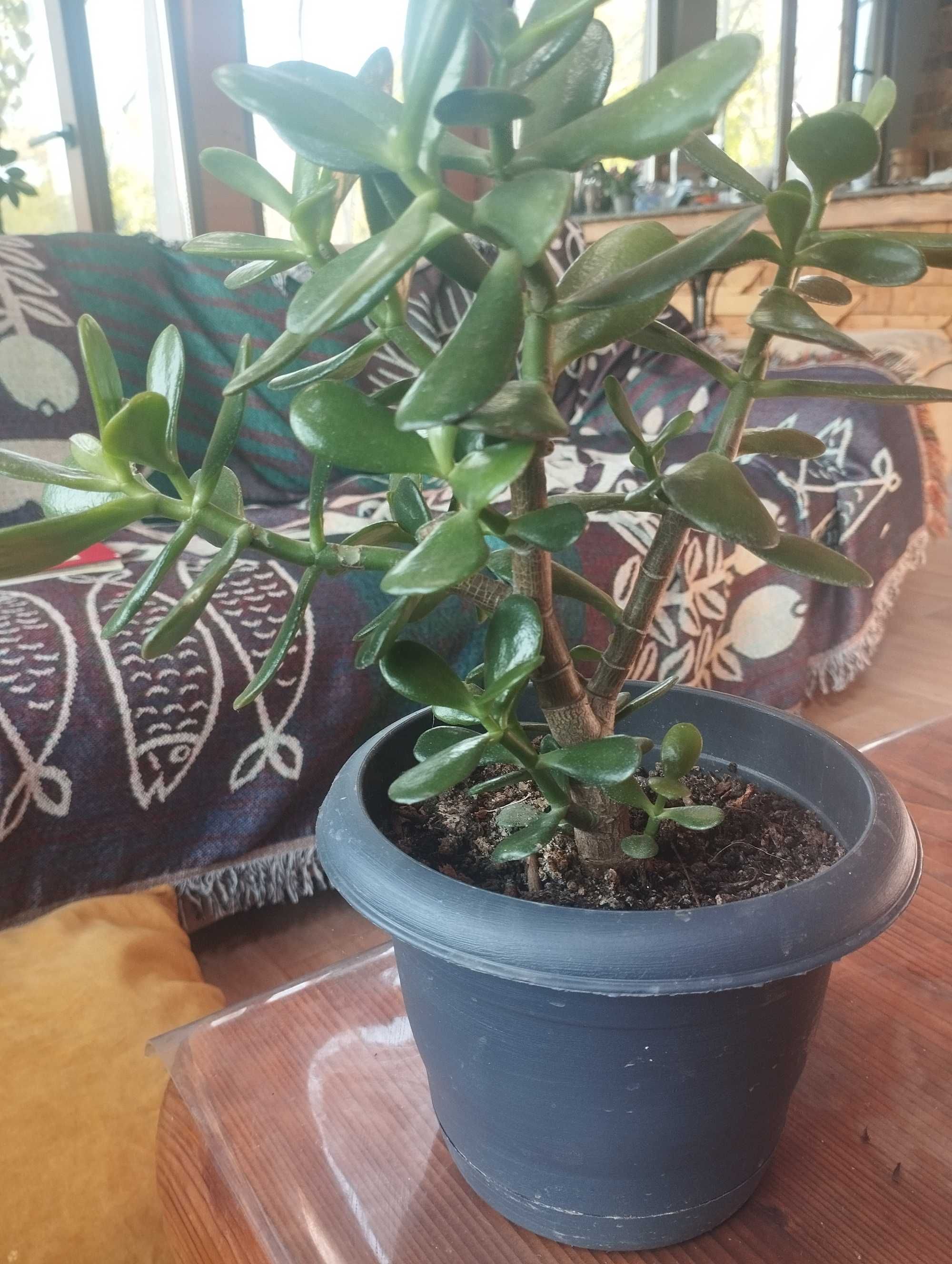 Дървото на живота (Crassula ovata), Лечебно каланхое и Лечебна Кализия