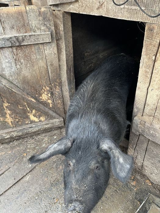 Vand porc crescut de casa BIO