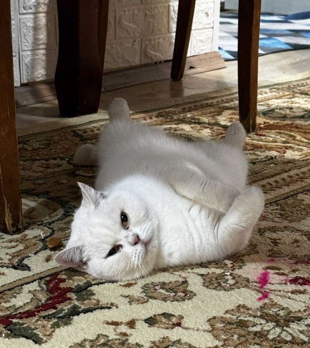 Британский кот шиншилла даром