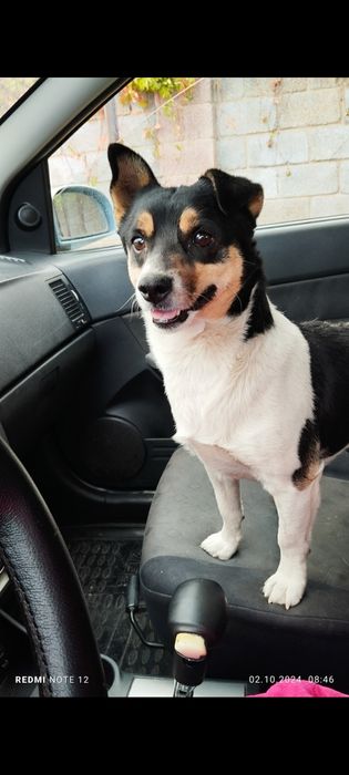 Вязка.Джекк Рассел