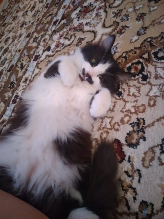 Отдам в добрые руки