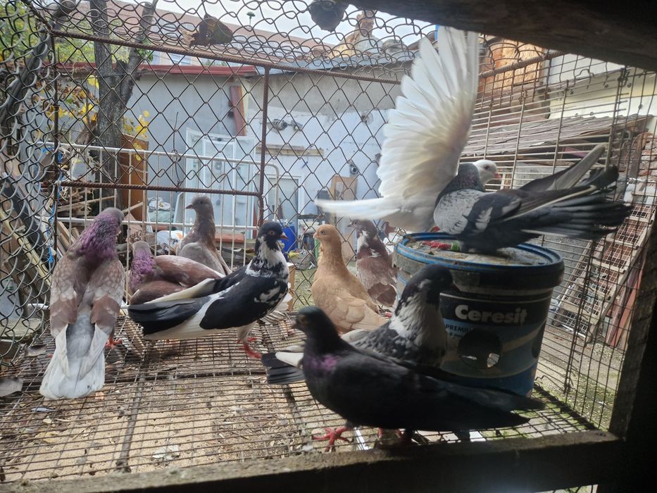 Vand porumbei ploiesteni