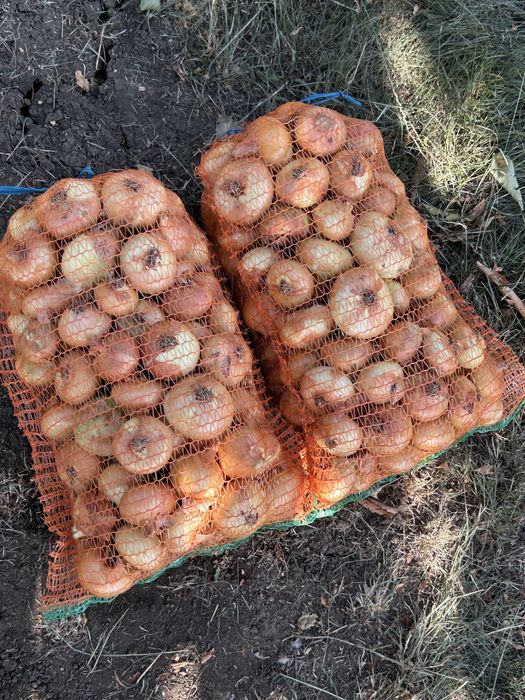 Vand  ceapa galbena pret 2 lei