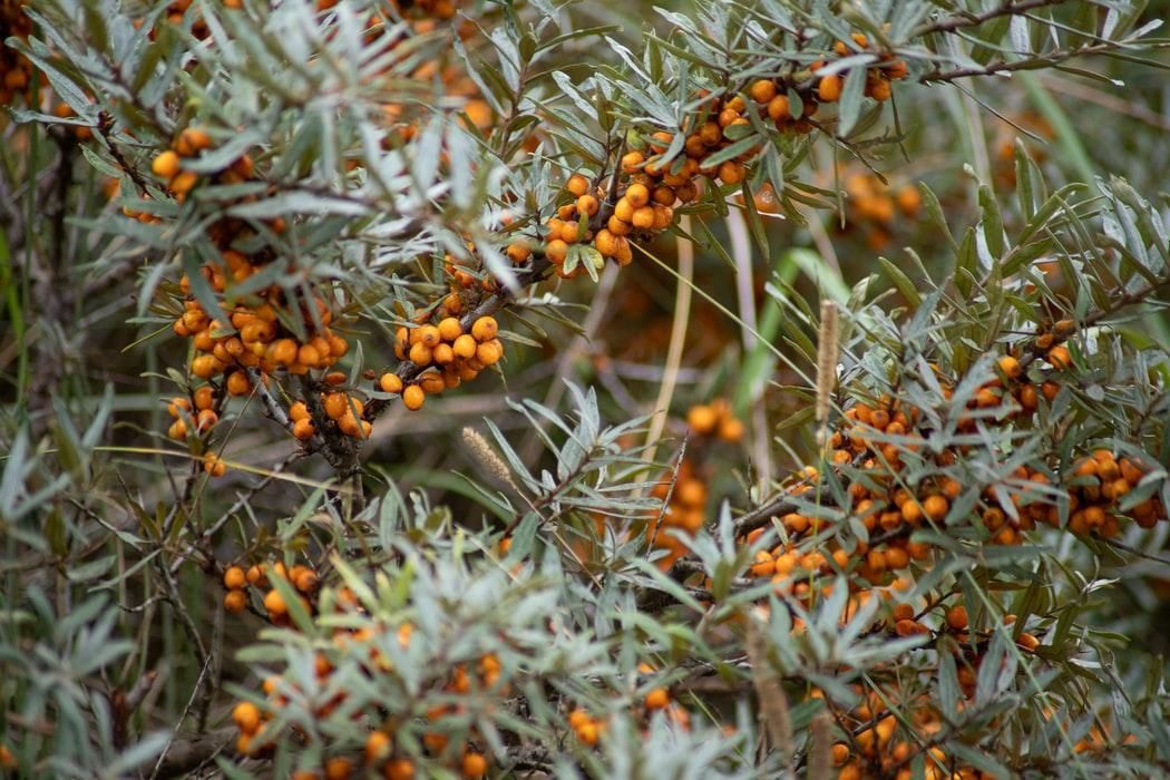 Arbusti Fructiferi (Catina Mascul )