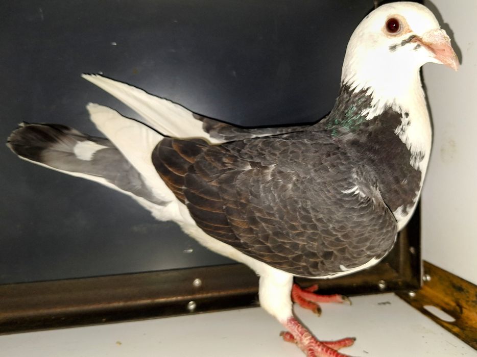 Porumbei de vânzare