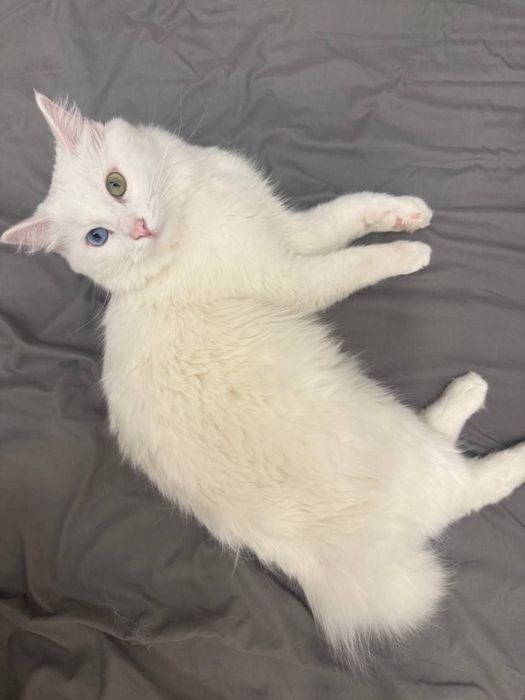 Продам кота, 1,5 года