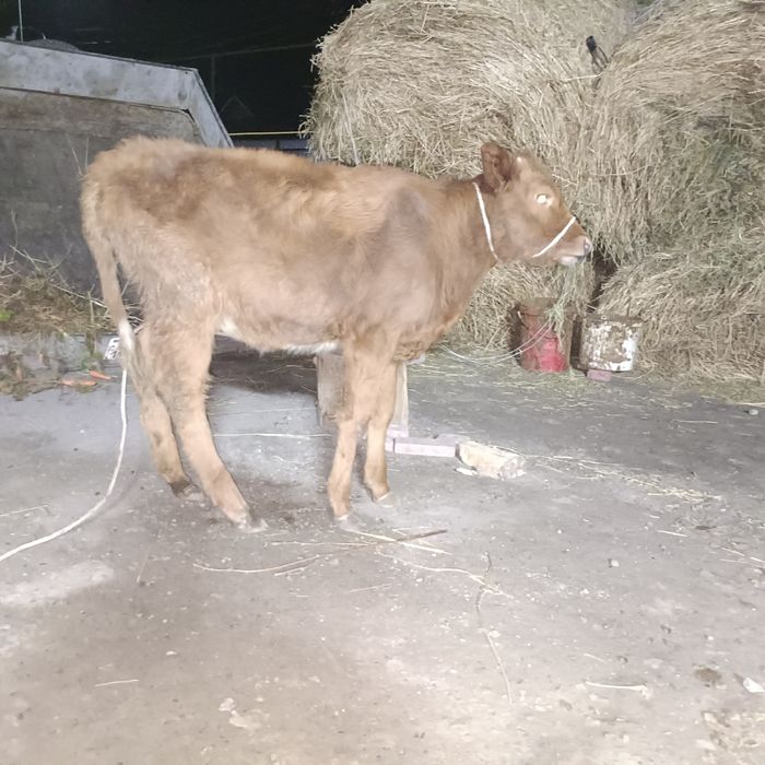 Продам телку хорошую