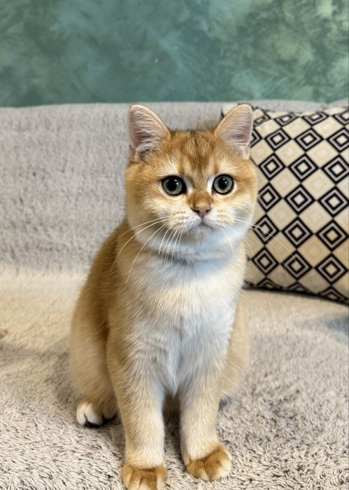 British shorthair
