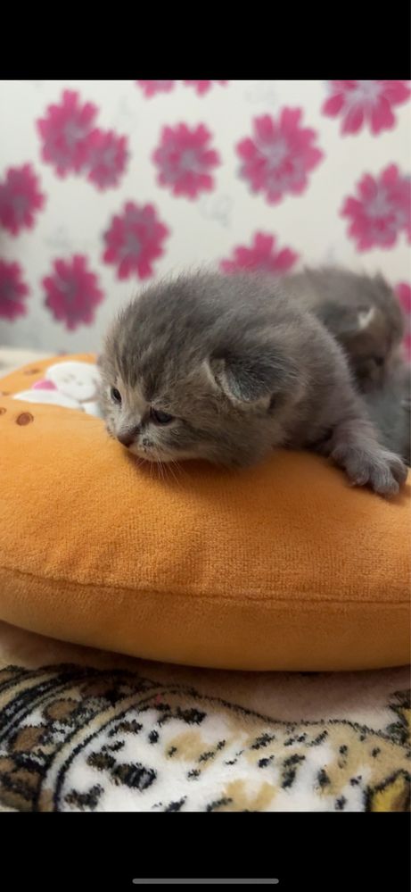 Срочно продаются котята