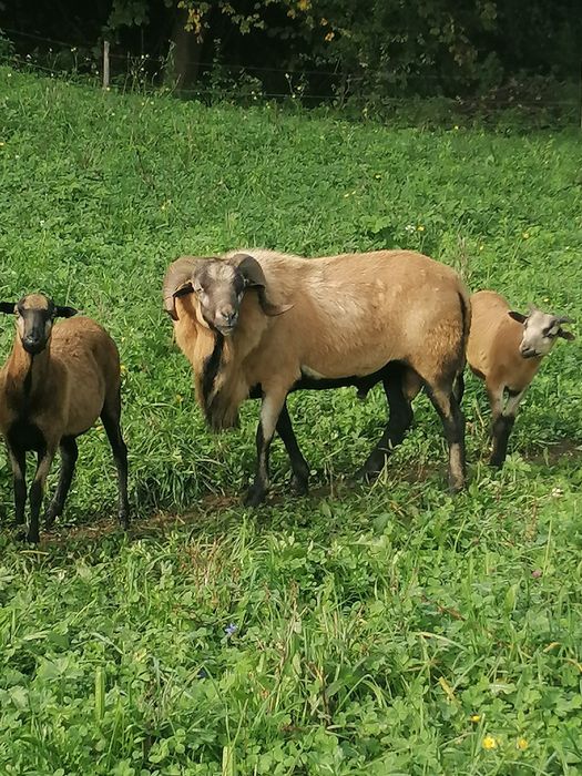 Vând sau schimb doi berbeci de Camerun