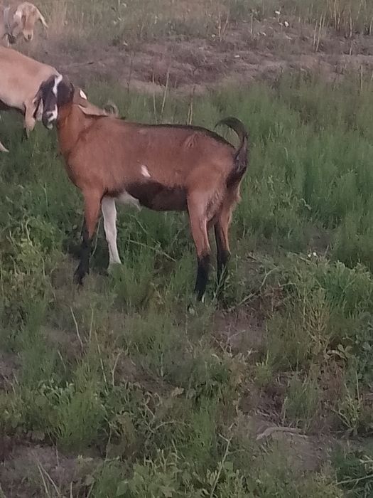 Vând un miel și capre