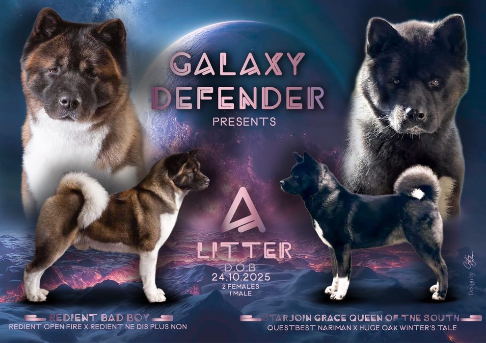 Pui Akita American cu Pedigree