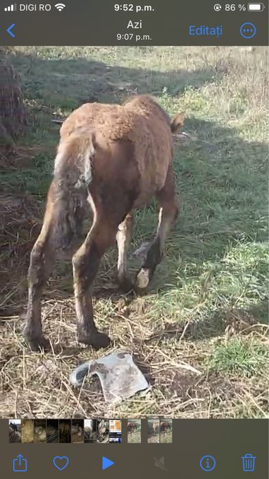 Vand sau schimb manz de 4 luni .