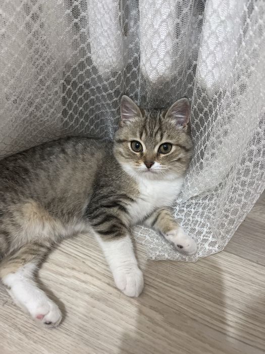 Котенок девочка шотланка, отдам в хорошие руки, к туалету обучена