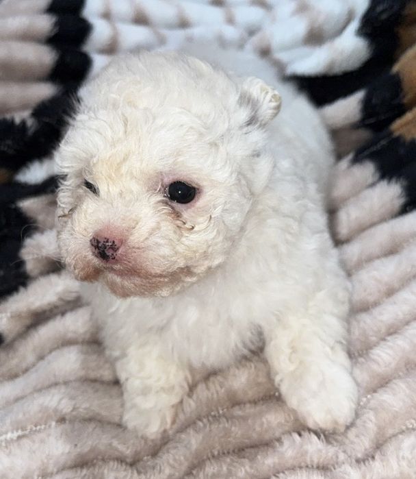Bichon Malteze (fetita)