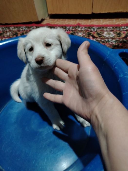 Отдадим в хорошие руки бесплатно