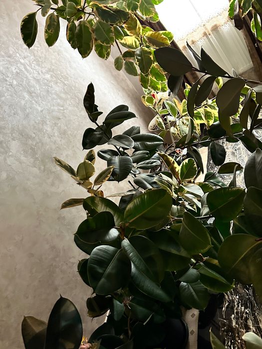 Ficusi de vânzare – diferite dimensiuni (200–600 lei)