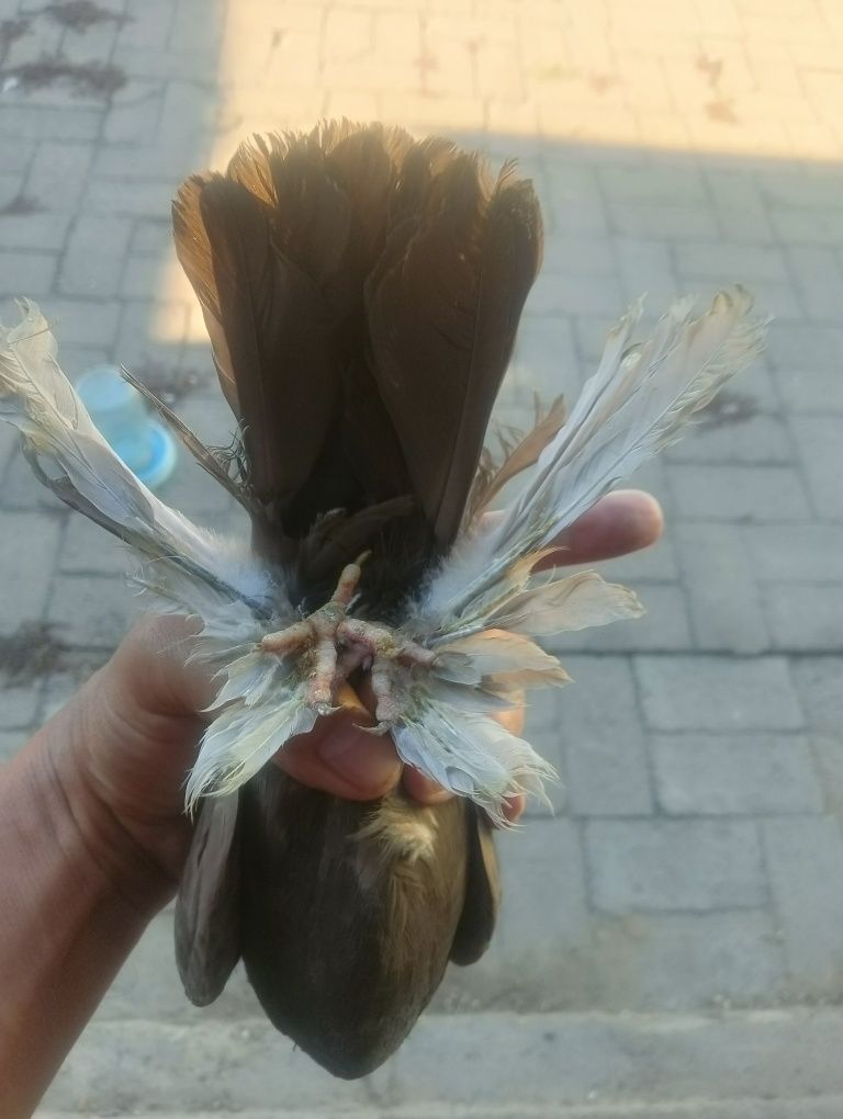 Голуби разные продаются.