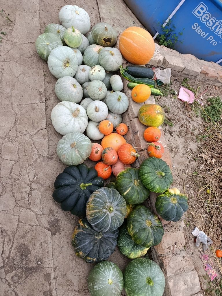 Продам тыкву разные сорта