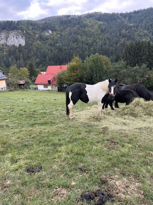 Vand iapa gypsy vanner 4 ani