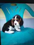 Beagle femelă beagle