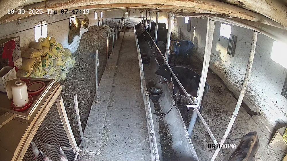 Доимий равишда мол бокувчи керак,  Ургут райони эски Корабулок.