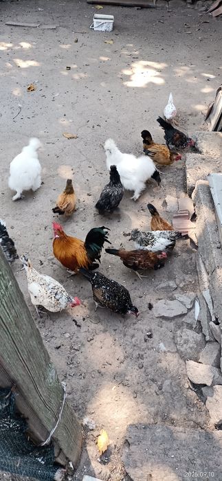 Продавам декоративни птици.