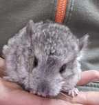 Pui Chinchilla 2 3 luni