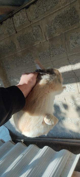 Куён сотилади ( Гигант чачишган )