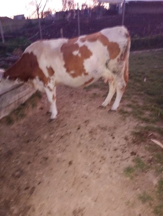 De vânzare 5 vaci Bălțate Românești