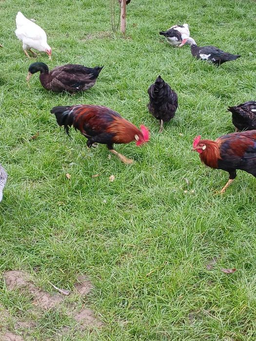 Doi Cocosi tineri de italian