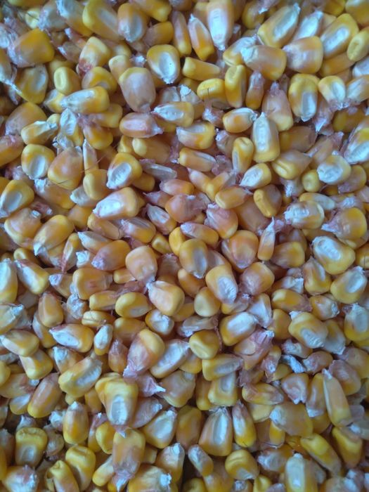 Porumb, grau si triticale de vanzare