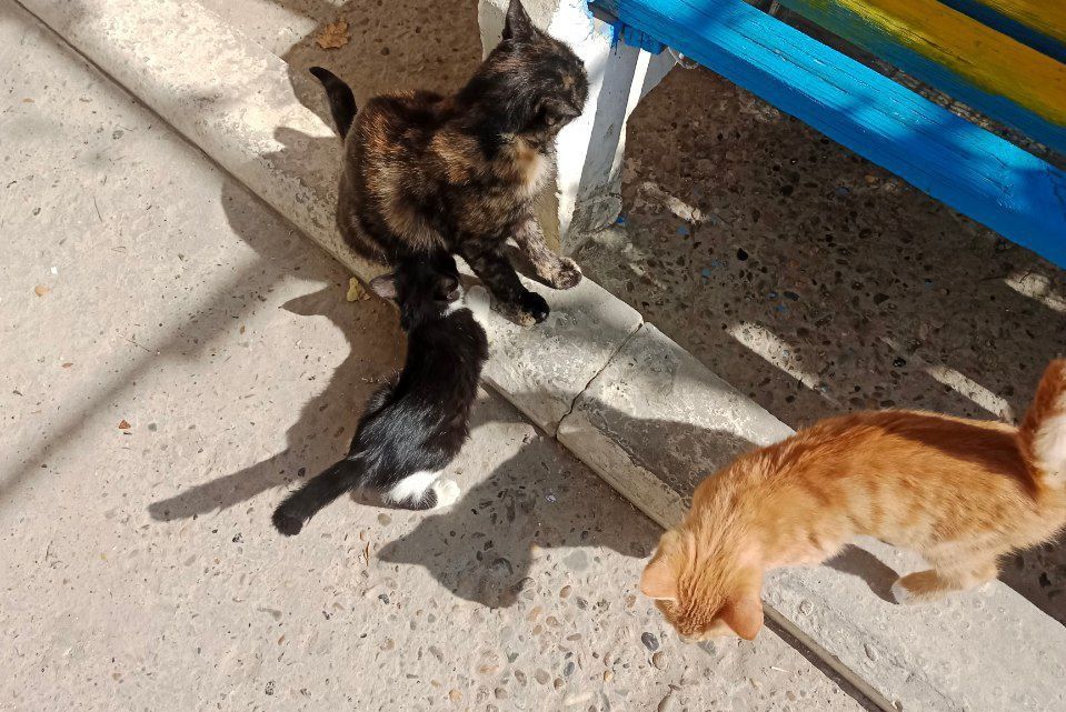 Котята 3 месяца,рыжие мальчики