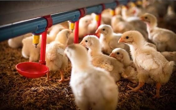 Ищу инвестора, для фермерской деятельности