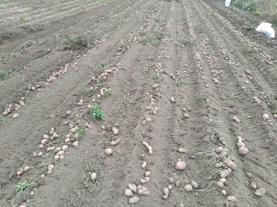 Cartofi   roșii nesortati