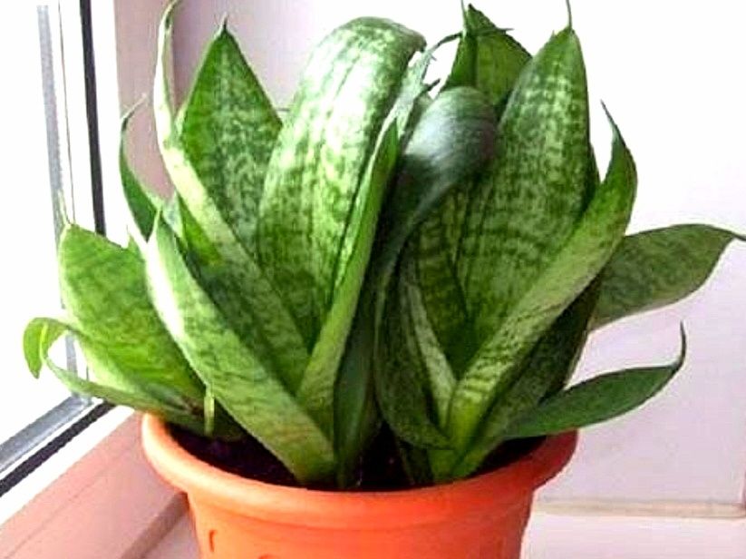 Комнатные цветы, домашние растения