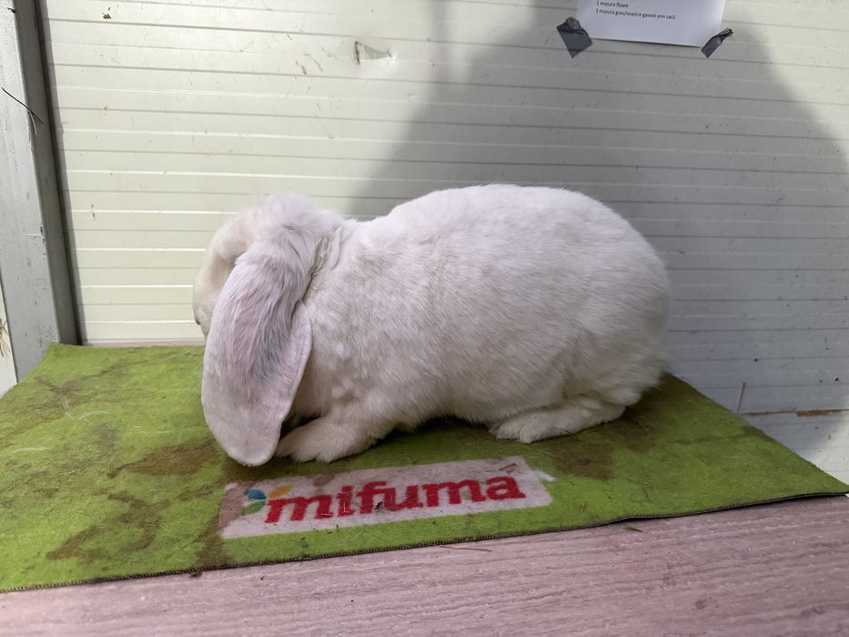 Femela berbec german Alb din ianuarie