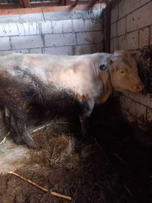 Tauri albastru belgian, 1an 6luni