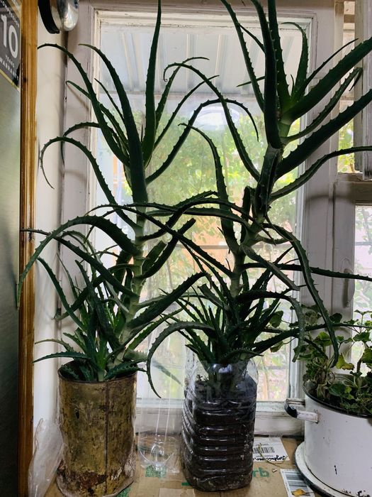 Цветок алоэ лечебное