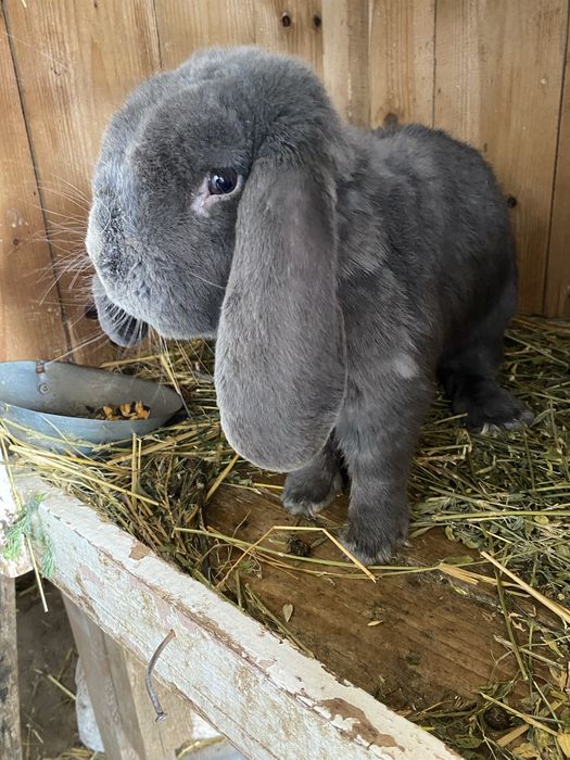 Vand mascul berbec german bun pentru monte