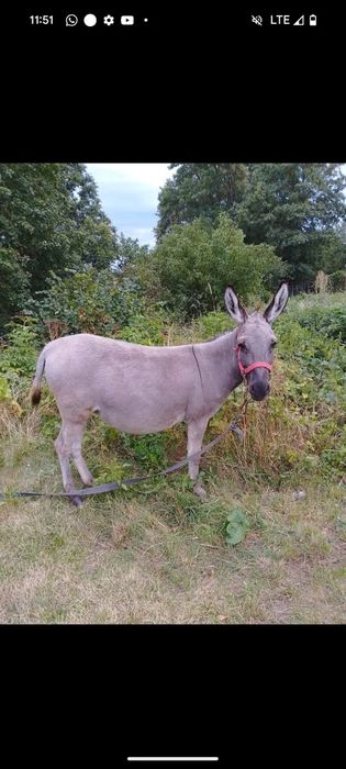Vând măgăriță gestanta