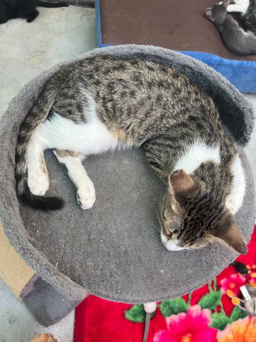 Бесплатно котята в добрые руки