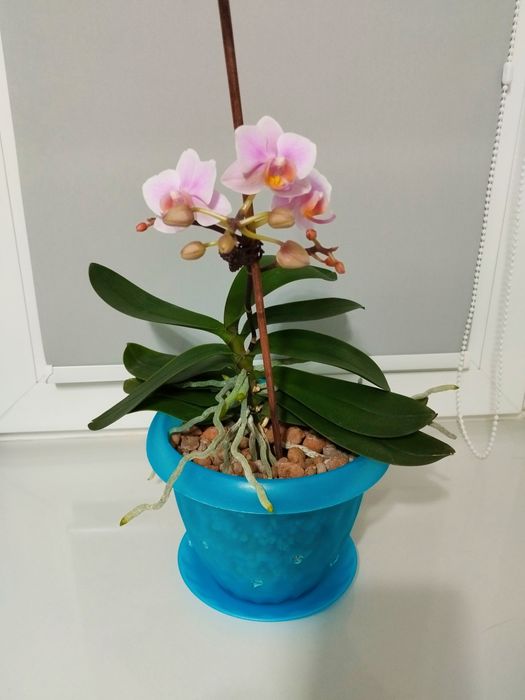 Продам цветущую орхидею