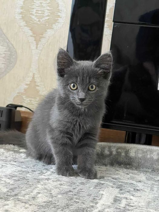 Продается котенок