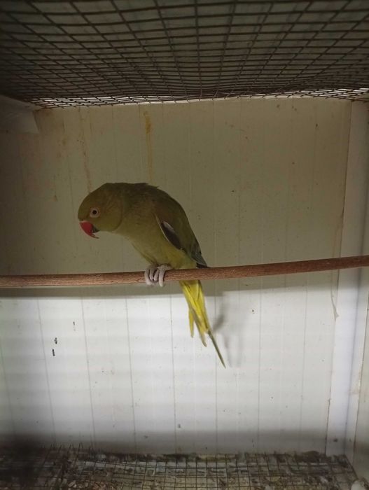 Vând pereche micul alexandru