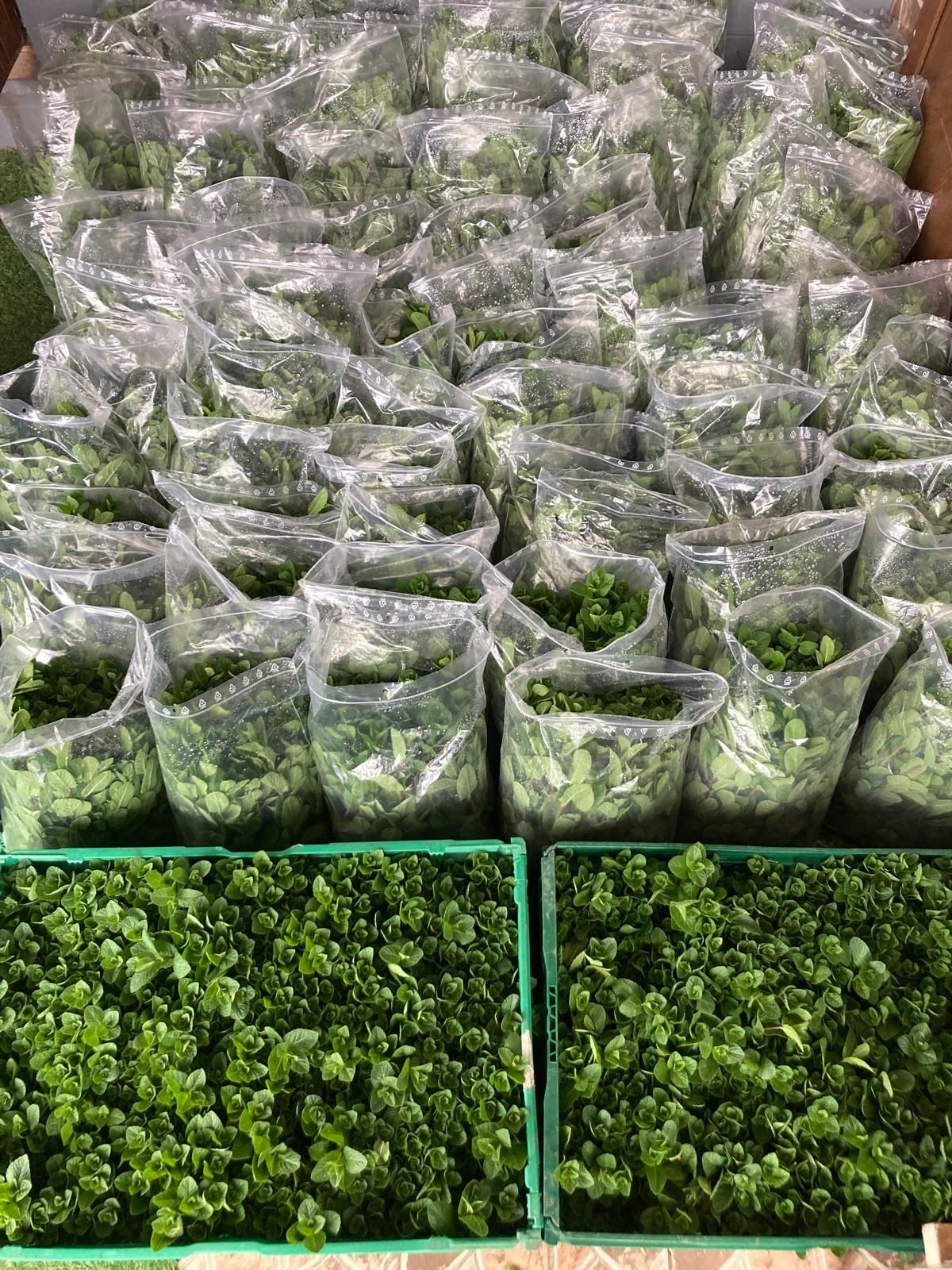 MENTĂ olandeză fresh